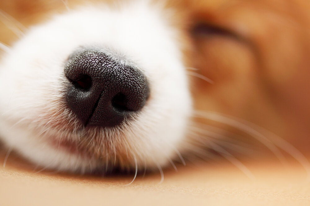 sleeping-corgi-puppy-nose-closeup_381425_ref.png